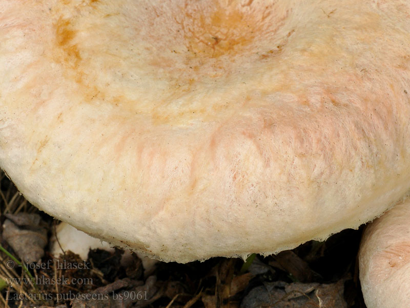 Lactarius_pubescens_bs9061