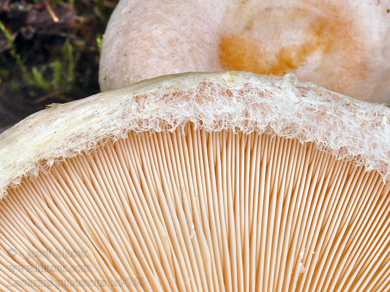 Fleischblasser Milchling Bearded milkcap Rýdzik chĺpkatý