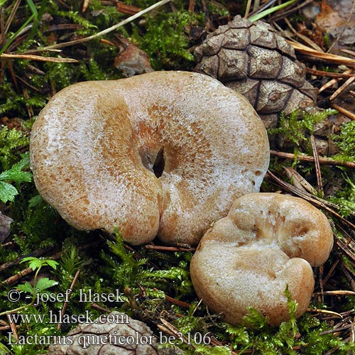 Lactarius quieticolor Ryzec osmahlý Rýdzik hrdzavohnedý