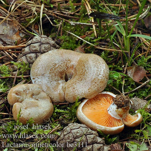 Lactarius quieticolor be3111