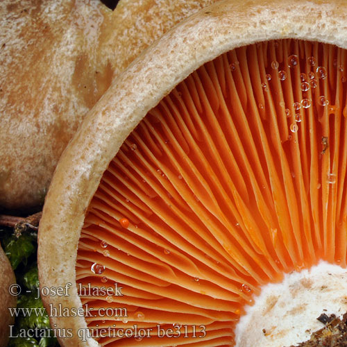 Lactarius quieticolor be3113