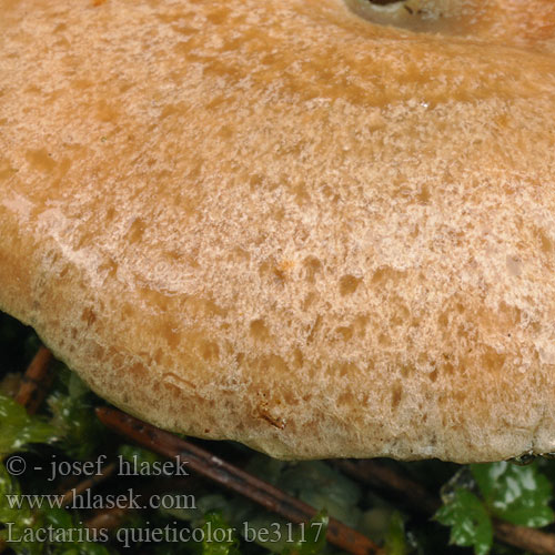 Blåmjölkig riska Lactarius quieticolor Ryzec osmahlý