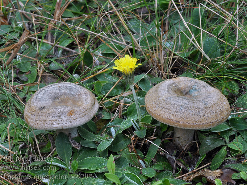 Lactarius quieticolor Ryzec osmahlý