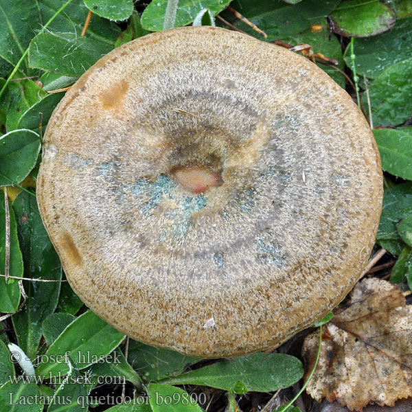 Lactarius quieticolor Lactaire couleur