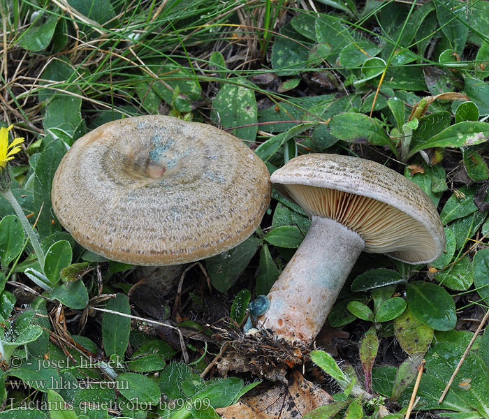 Lactarius quieticolor Vaaloranje melkzwam