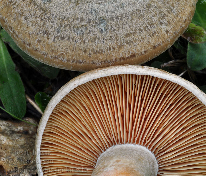 Lactarius quieticolor Wechselblauer Edelreizker