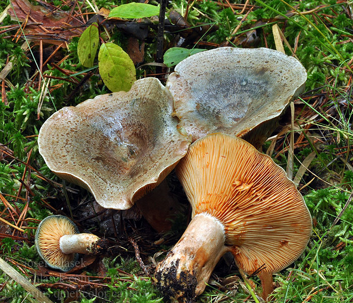 Ryzec osmahlý Lactarius quieticolor