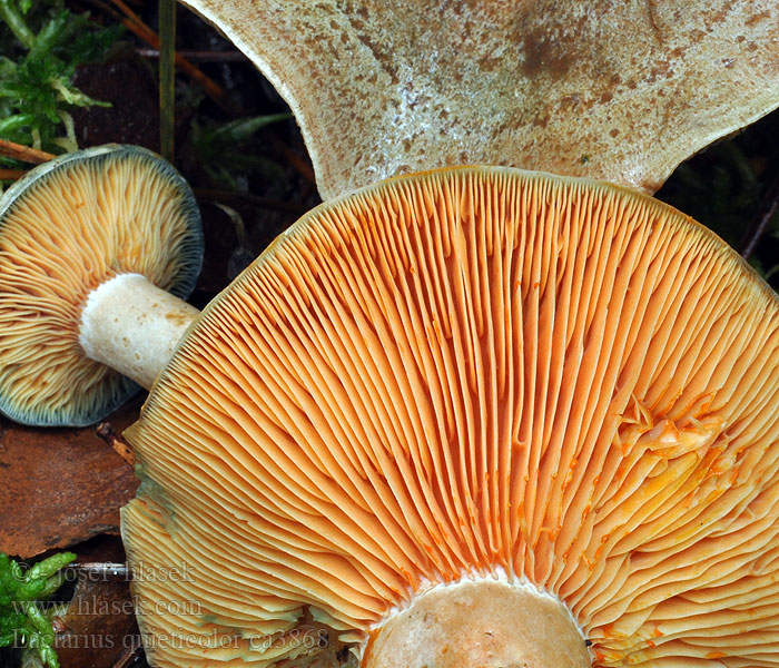 Rýdzik hrdzavohnedý Lactarius quieticolor