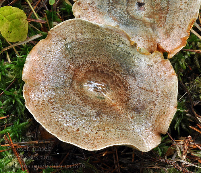 Tvefarvet mælkehat Lactarius quieticolor