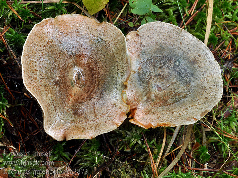 Sinileppärousku Lactaire couleur Lactarius quieticolor