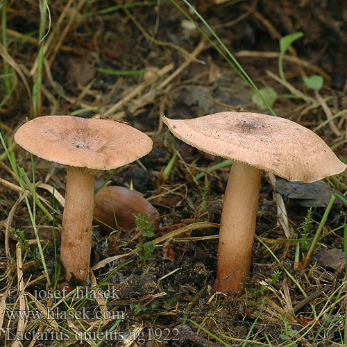 Lactarius quietus Ryzec dubový Rýdzik Piengrybis paąžuolis Mleczaj dębowy miły Нейтральный млечник Eichen-Milchling Eichenmilchling Lactaire tranquille Kaneelkleurige melkzwam Hrastova mlečnica Oak Milk Cap Ege-Mælkehat Tammenrousku チョウジチチタケ Vörösbarna tejelőgomba Ekriska