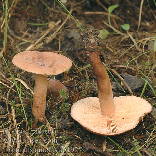 Lactarius quietus ag1927