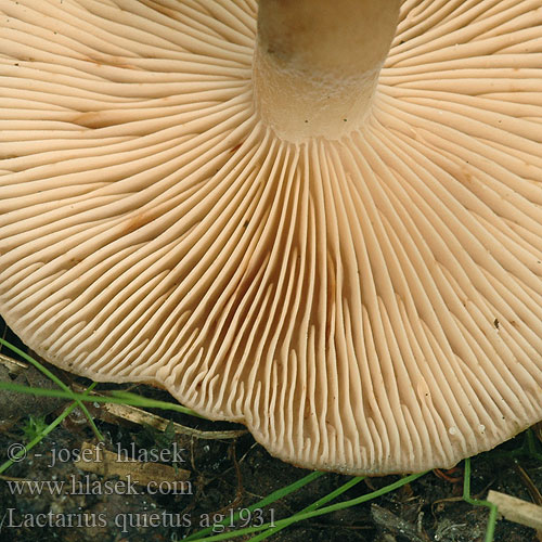 Lactarius quietus ag1931