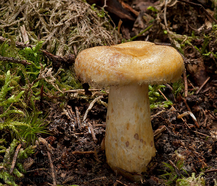 Lactarius repraesentaneus Ryzec statný Zottige Violett-Milchling