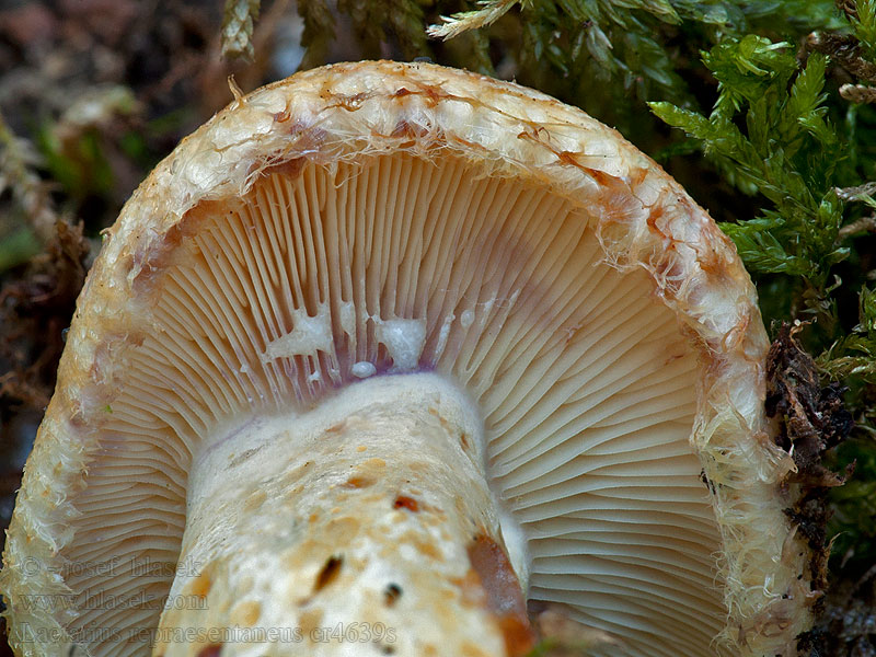 Fiolett svovelriske Груздь сине́ющий Yellow Bearded Milkcap