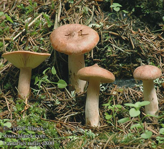 Lactarius rufus Ryzec ryšavý Rýdzik Rufous Milkcap Milk Cap Mleczaj rudy Rødbrun mælkehat Rotbrauner Milchling Švelnusis piengrybis Răşcov roşu Parastā alksnene Kangasrousku Lactaire roux アカチチタケ Rőt tejelőgomba Rødbrun pepperriske Горькушка Rdečerjava mlečnica Pepparriska