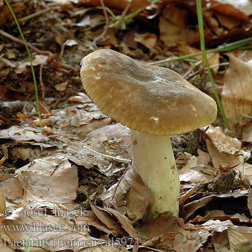 Lactarius ruginosus al5973