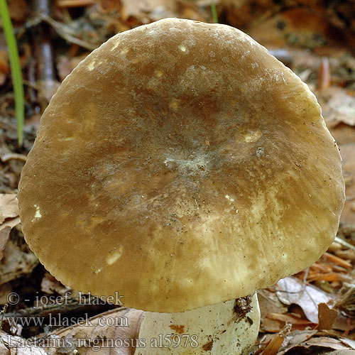 Lactarius ruginosus al5978