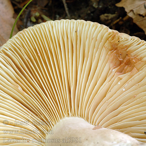 Lactarius ruginosus al5981