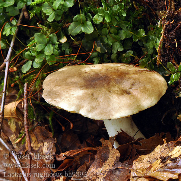 Weitblättriger Korallen-Milchling Lactarius ruginosus