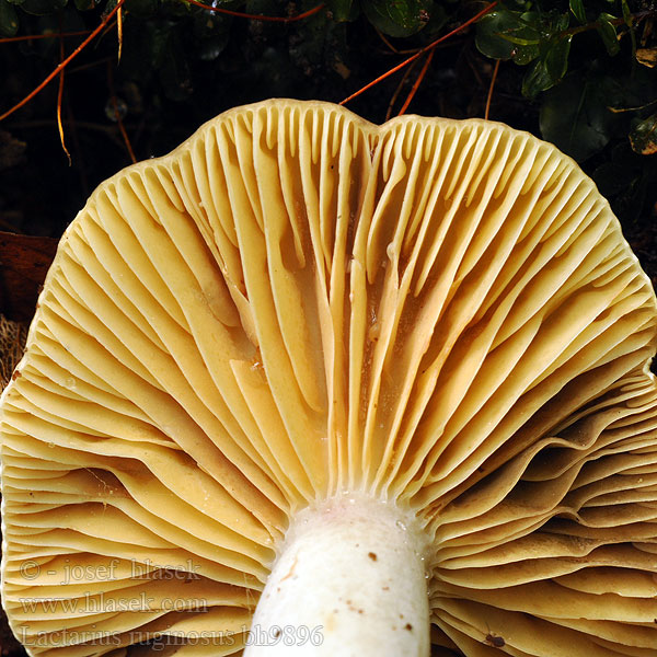 Lactarius ruginosus bh9896