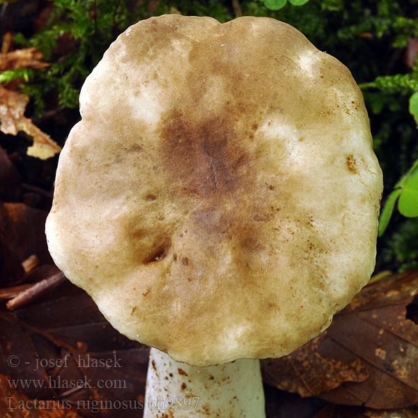 Lactarius ruginosus bh9897