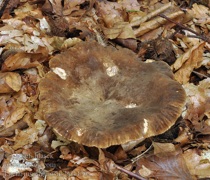 Lactarius_ruginosus_bo4456