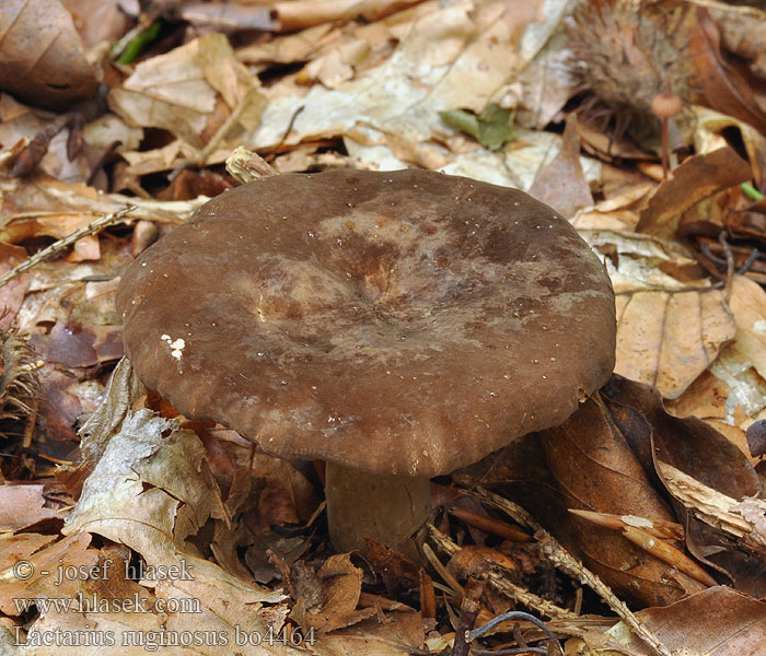 Lactarius ruginosus Rýdzik riedkolupeňový