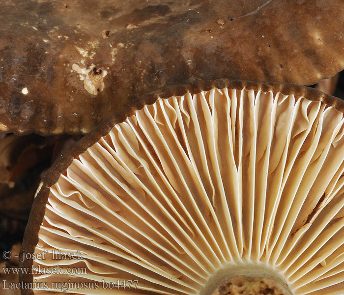 Lactarius ruginosus Tæge Gråbrun mælkehat