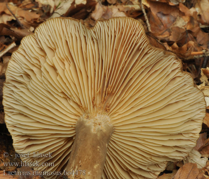 Lactarius ruginosus Lactaire festonné