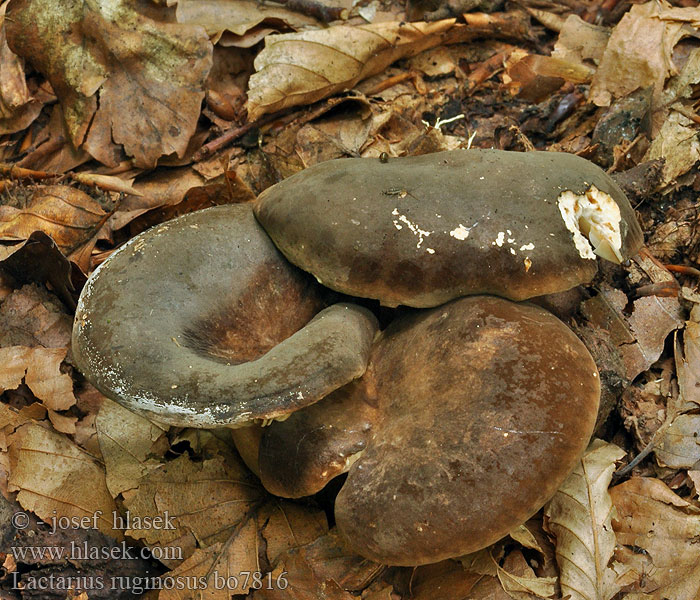 Lactarius_ruginosus_bo7816