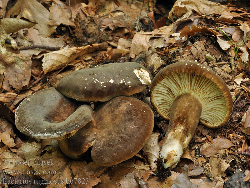 Lactarius ruginosus Gekartelde fluweelmelkzwam