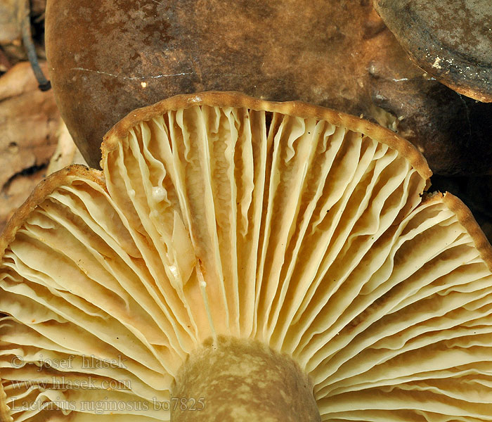 Lactarius ruginosus Weitblättriger Korallen-Milchling