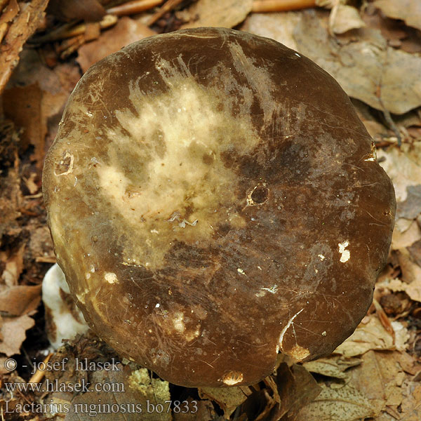 Ryzec řídkolupenný Lactarius ruginosus