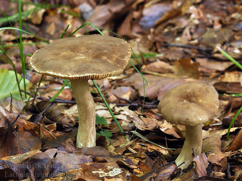 Rýdzik riedkolupeňový Lactarius ruginosus