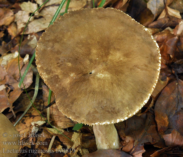 Tæge Gråbrun mælkehat Lactarius ruginosus
