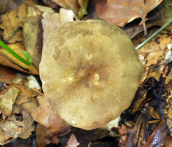 Lactaire festonné Lactarius ruginosus