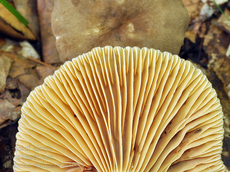 Gekartelde fluweelmelkzwam Lactarius ruginosus