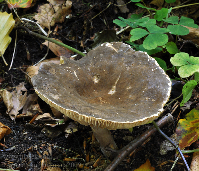 Ryzec řídkolupenný Lactarius ruginosus