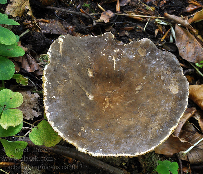 Rýdzik riedkolupeňový Lactarius ruginosus