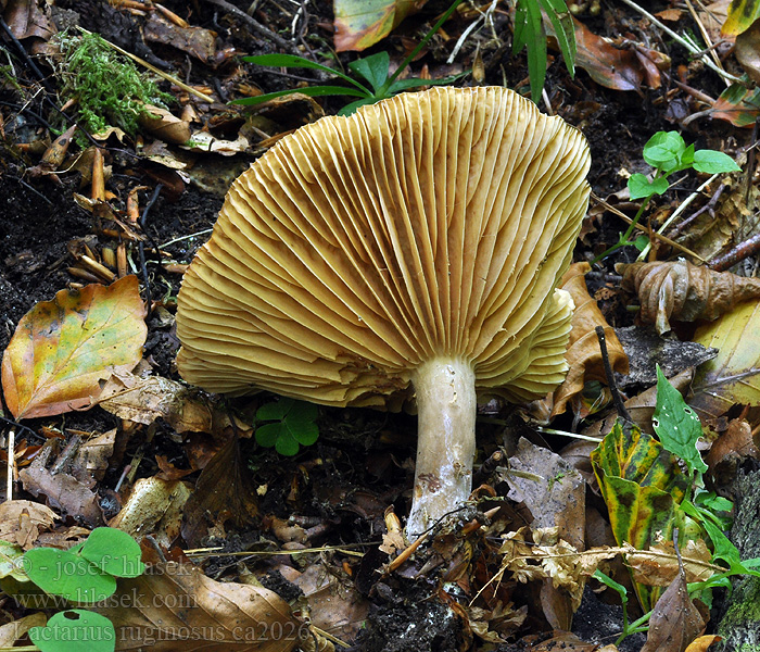 Tæge Gråbrun mælkehat Lactarius ruginosus