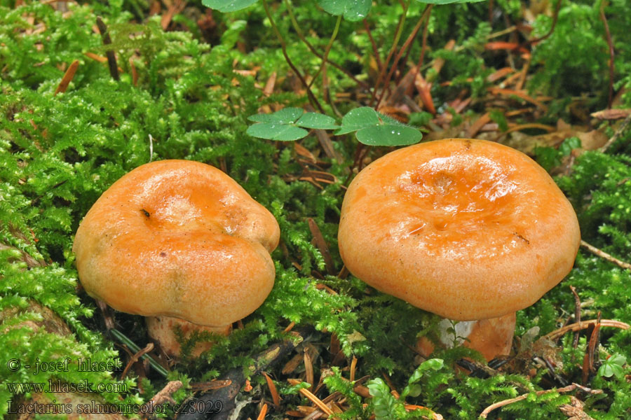 Lactarius salmonicolor Ryzec lososový Lachsreizker