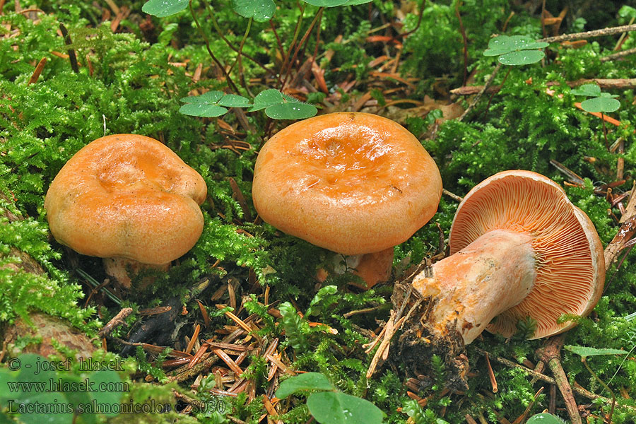 Lactarius salmonicolor Mleczaj jodłowy Rýdzik jedľový