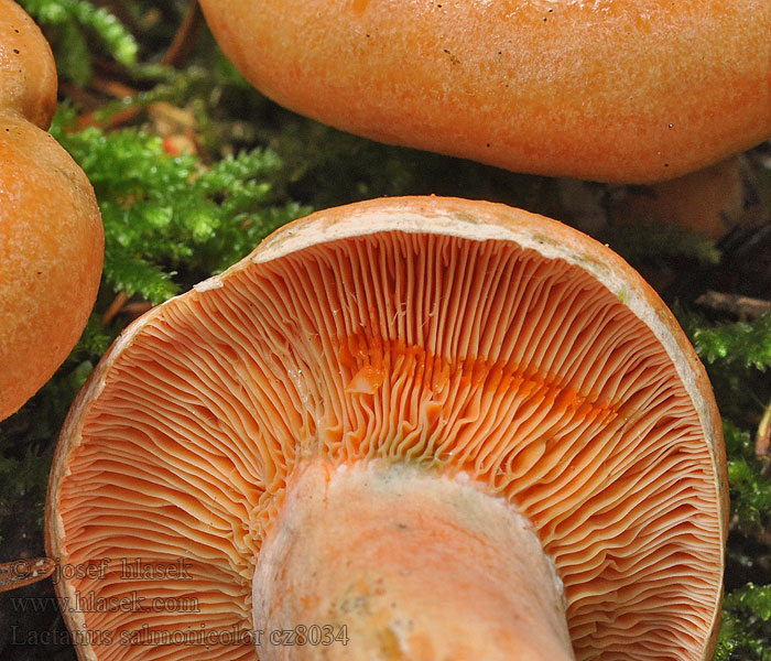 Lactarius salmonicolor Lactaire couleur saumon Рыжик лососевый