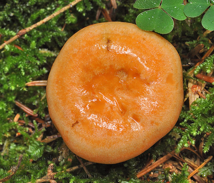 Ryzec lososový Lactarius salmonicolor