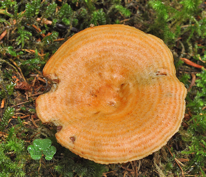 Lachsreizker Lactarius salmonicolor