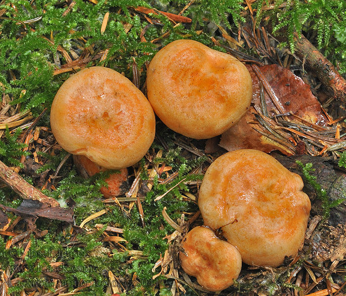 Mleczaj jodłowy Lactarius salmonicolor