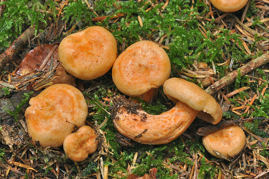 Rýdzik jedľový Lactarius salmonicolor