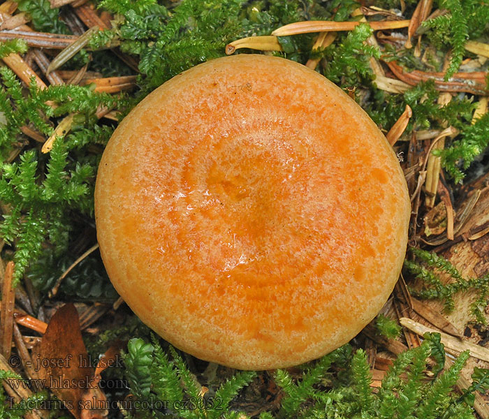 Laksefarvet mælkehat Lactarius salmonicolor