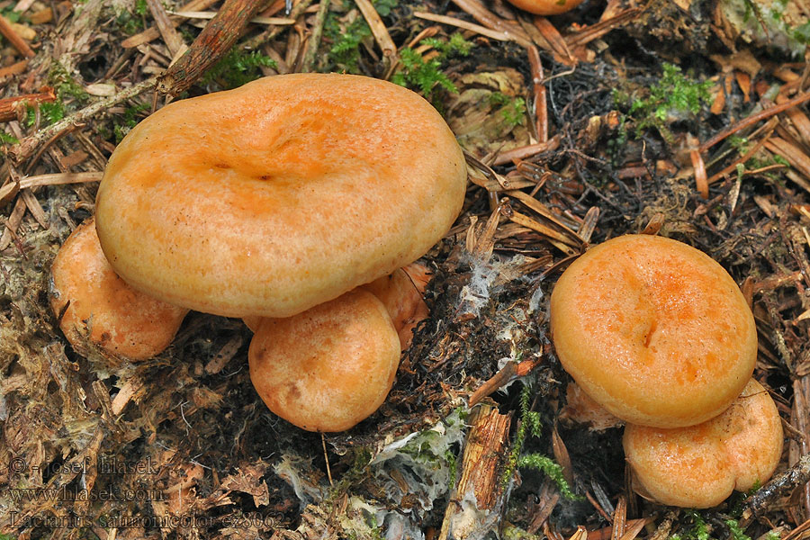 Рыжик лососевый Lactarius salmonicolor